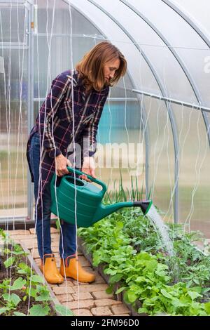 la giovane donna lavora in serra, versa l'acqua da una lattina di annaffiatura su cespugli di pomodoro, cetrioli e ravanelli in primavera mattina Foto Stock