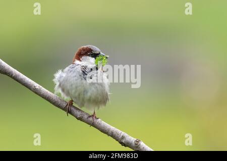 Passera casa si siede su un ramo di molla con blurry piacevole sfondo Foto Stock