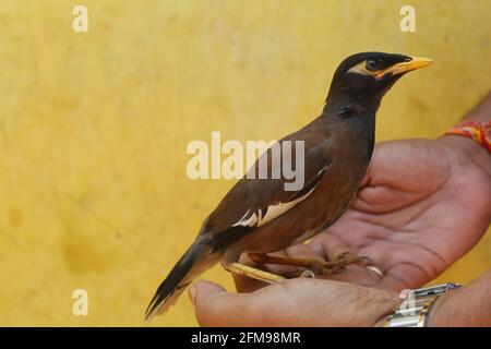 bella uccello myna comune seduto sul ramo dell'albero in nizza sfondo sfocato Foto Stock