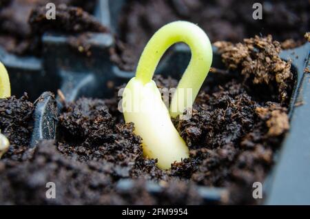 Un fagiolo del corridore che semina ha germinato ed ha cominciato a svilupparsi. Foto Stock