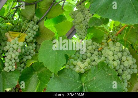 Fascino dell'uva verde che cresce tra le foglie Foto Stock