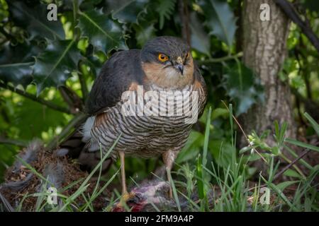 Falco di passera maschile adulto in erba con preda Foto Stock