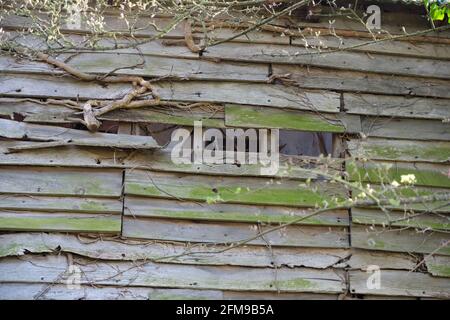 Quercia e pietra Threshing Barn, antico edificio agricolo con gap buchi. Tetto in piastrelle con muschio verde e cucina. Foto Stock