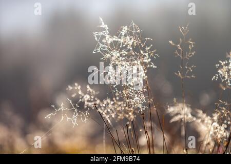 Fiori selvatici secchi insieme con erba secca e spokelet in beige su sfondo sfocato Foto Stock