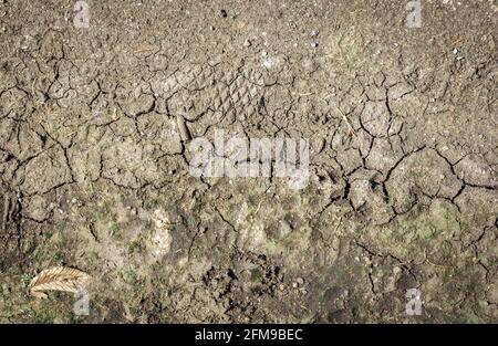 Crack terreno su stagione asciutta, effetto riscaldamento globale. Foto Stock