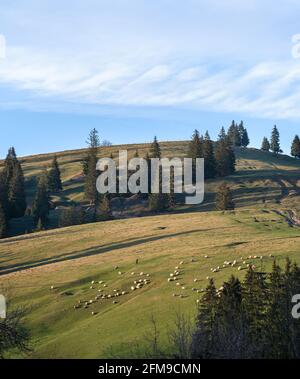 Paesaggio di montagna con gregge di pecore che mangiano erba in prato Foto Stock