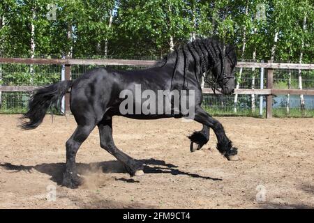 Cavallo fresiano. Galloping di stallone nero su un paddock ranch Foto Stock