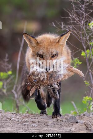 Volpe rossa Vulpes vulpes con un coniglio e chipmunk in bocca per le sue divise nella foresta in primavera Canada Foto Stock