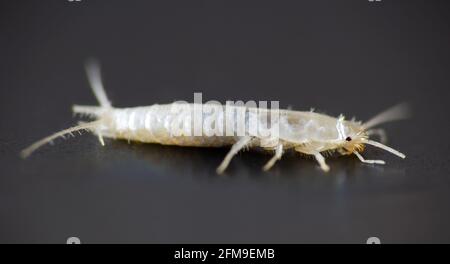 Macro foto Silverfish animale, lepisma saccarina su sfondo nero. Casa comune peste Foto Stock