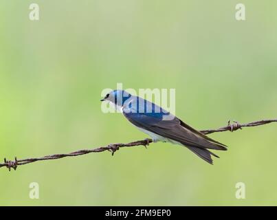 Albero inghiottire appollaiato su un filo a Ottawa, Canada Foto Stock