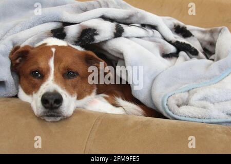 Cane coccolare sotto una coperta Foto Stock