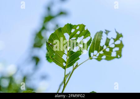 Alder danneggiato foglie piene di buchi da insetti Foto Stock