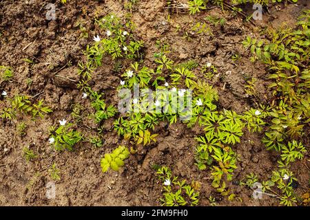 operai uniformati seminano manualmente piantine di albero piccole nel terreno. lavori di rimboschimento dopo aver tagliato alberi. foresta conifere cresciuto da uomo. Foto Stock