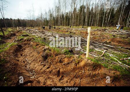 operai uniformati seminano manualmente piantine di albero piccole nel terreno. lavori di rimboschimento dopo aver tagliato alberi. foresta conifere cresciuto da uomo. Foto Stock