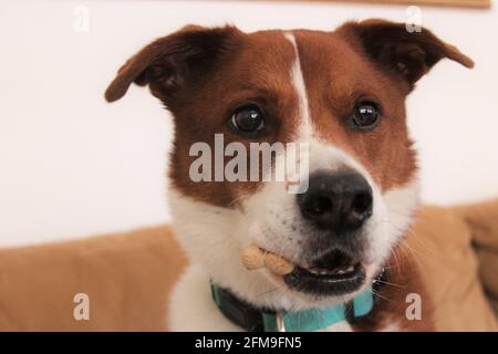 Cane coccolare sotto una coperta Foto Stock