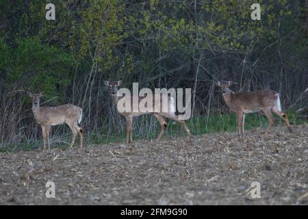 Capriolo dalla coda bianca (Odocoileus virginianus) in primavera Foto Stock