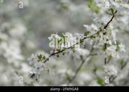 Colpo di closeup di fiori bianchi di blackthorn sui rami dell'albero durante una primavera Foto Stock