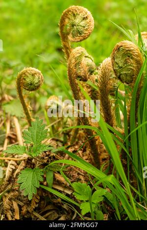 Le foglie di Fern iniziano a crescere in primavera. Essi rotolano fuori. Profondità di campo. Foto Stock