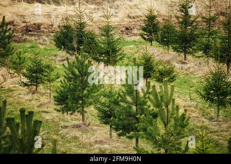 abete vivaio. piantando alberi di abete e pini in file dritte per ripristinare la foresta. persone prendersi cura della natura e piante alberi. giovani alberi sempreverdi Foto Stock