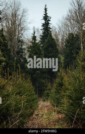 Abete vivaio. Riforestazione dopo il taglio. Agricoltura con preoccupazione per l'ambiente. Giovani alberi di Natale crescono sulla trama Foto Stock