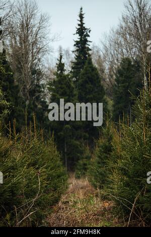 Abete vivaio. Riforestazione dopo il taglio. Agricoltura con preoccupazione per l'ambiente. Giovani alberi di Natale crescono sulla trama Foto Stock