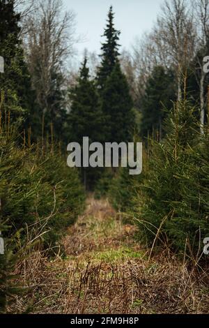 Abete vivaio. Riforestazione dopo il taglio. Agricoltura con preoccupazione per l'ambiente. Giovani alberi di Natale crescono sulla trama Foto Stock