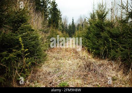 Abete vivaio. Riforestazione dopo il taglio. Agricoltura con preoccupazione per l'ambiente. Giovani alberi di Natale crescono sulla trama Foto Stock