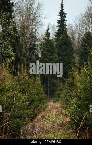 Abete vivaio. Riforestazione dopo il taglio. Agricoltura con preoccupazione per l'ambiente. Giovani alberi di Natale crescono sulla trama Foto Stock