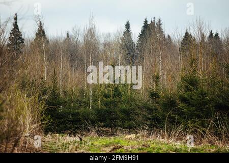 Abete vivaio. Riforestazione dopo il taglio. Agricoltura con preoccupazione per l'ambiente. Giovani alberi di Natale crescono sulla trama Foto Stock