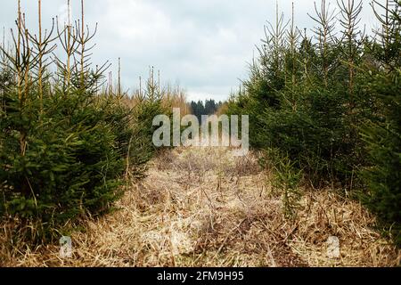 Abete vivaio. Riforestazione dopo il taglio. Agricoltura con preoccupazione per l'ambiente. Giovani alberi di Natale crescono sulla trama Foto Stock