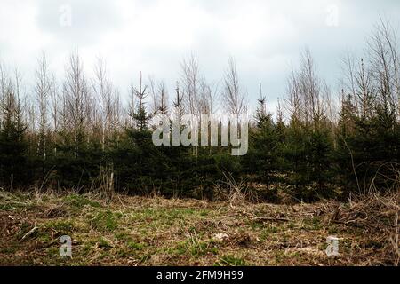 Abete vivaio. Riforestazione dopo il taglio. Agricoltura con preoccupazione per l'ambiente. Giovani alberi di Natale crescono sulla trama Foto Stock