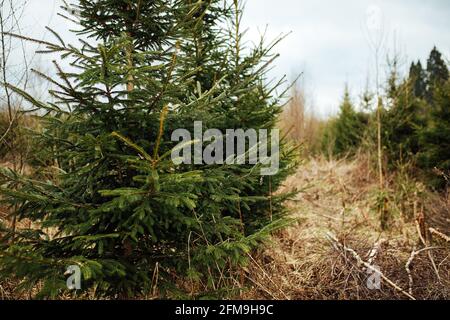 Abete vivaio. Riforestazione dopo il taglio. Agricoltura con preoccupazione per l'ambiente. Giovani alberi di Natale crescono sulla trama Foto Stock