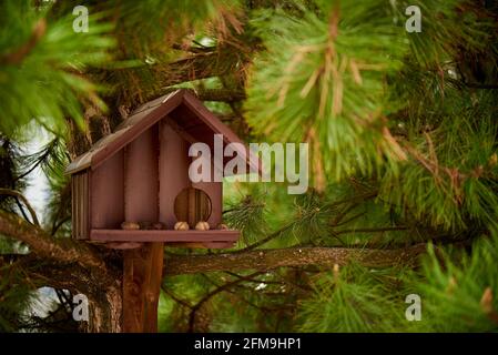 Casa di uccelli con noci per scoiattoli in una pineta. Foto Stock