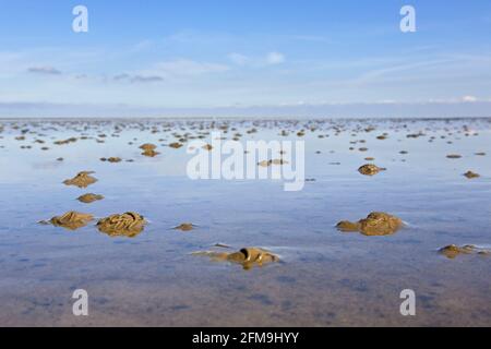 Verme europee / verme arenicola (marina di Arenicola) calchi di sedimenti defecati sulla spiaggia a bassa marea Foto Stock