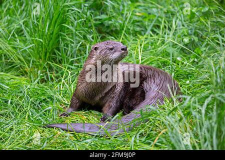 Lontra eurasiatica / lontra fluviale europeo (Lutra lutra) su terra in erba di riva del fiume / riva del fiume in molla Foto Stock