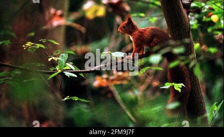 Uno scoiattolo rosso in Blue Bells Wood Ottobre 2000 vicino Aintree Hospital, Aintree, Liverpool Foto Stock