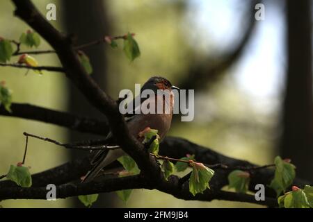 Fringilla coelebs, Chaffinch comune, Chaffinch. Una finca con piumaggio grigio e arancione si trova su un ramo di tiglio con foglie verdi in fiore alla luce del sole. Foto Stock