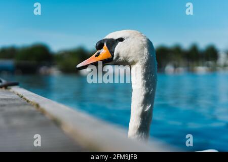 Curiosa la testa di un cigno coming up dietro il molo al lago Alster Amburgo, Germania. Foto Stock