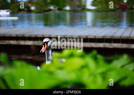 Curiosa la testa di un cigno coming up dietro il molo al lago Alster Amburgo, Germania. Foto Stock