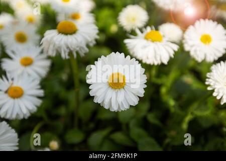 Bel prato in primavera, margherite fiorite con fiori bianchi-gialli e erba verde Foto Stock