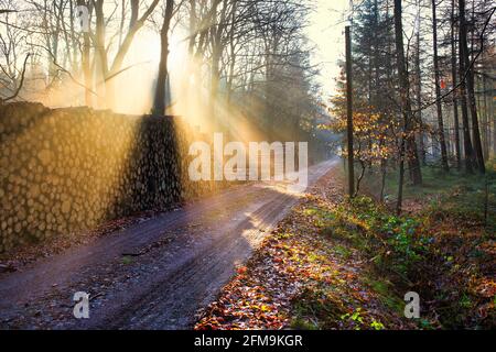 Atmosfera mattutina in una foresta tra Friedeburg e Wittmund Foto Stock