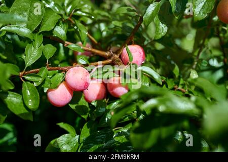 Primo piano di prugne di mirabelle mature sull'albero Foto Stock