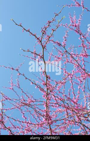 Cercis canadensis Minnesota ceppo redbud tree. Foto Stock