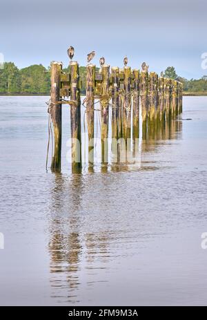 Aironi su Fraser River Pilings. Grandi aironi blu arroccati su pali sul fiume Fraser. Foto Stock