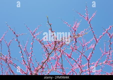 Cercis canadensis Minnesota ceppo redbud tree. Foto Stock