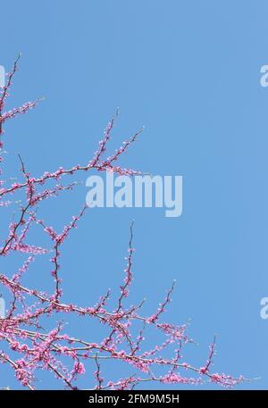 Cercis canadensis Minnesota ceppo redbud tree. Foto Stock