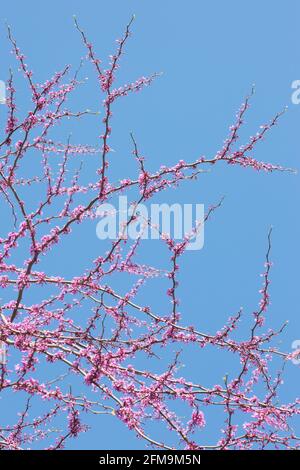 Cercis canadensis Minnesota ceppo redbud tree. Foto Stock