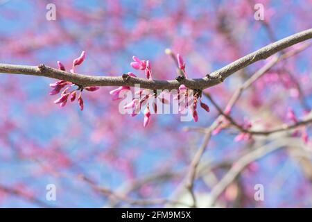 Cercis canadensis Minnesota ceppo redbud tree. Foto Stock