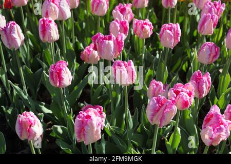 Tulipa 'Silver Parrot' tulipano di pappagallo. Foto Stock