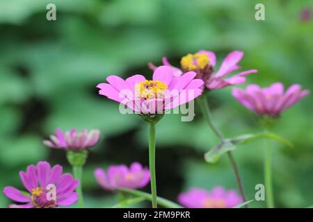 Fuoco selezionato di un giardino cosmo fiore con rosa petali Foto Stock